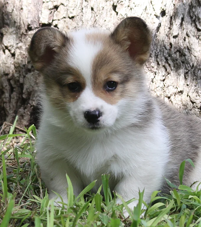 Male 4: Clear (Jax x Daisy) - SOLD