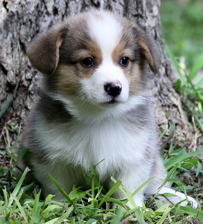 Male 5: Clear (Jax x Daisy) - SOLD