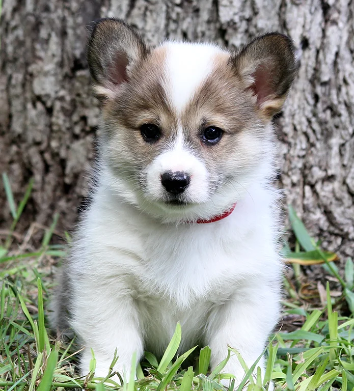 Male 7: Clear (Jax x Daisy) - SOLD