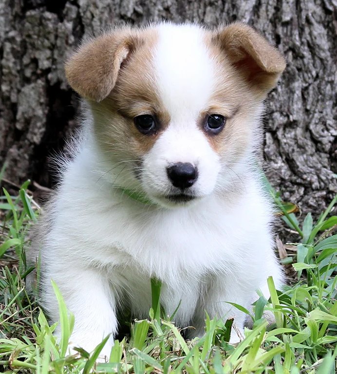 Male 8: Clear (Jax x Daisy) - SOLD