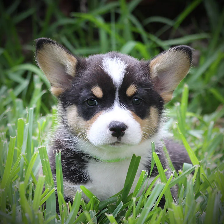Buck x Honey - Male (SOLD)