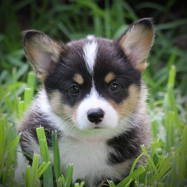 Buck x Honey - Female (SOLD)