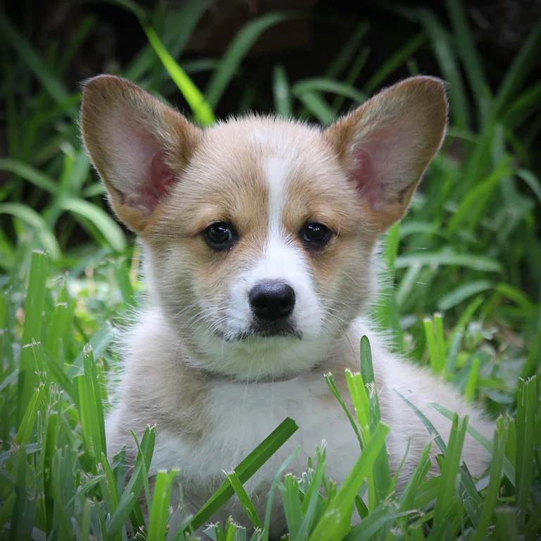 Tater x Maggie - Female (SOLD)
