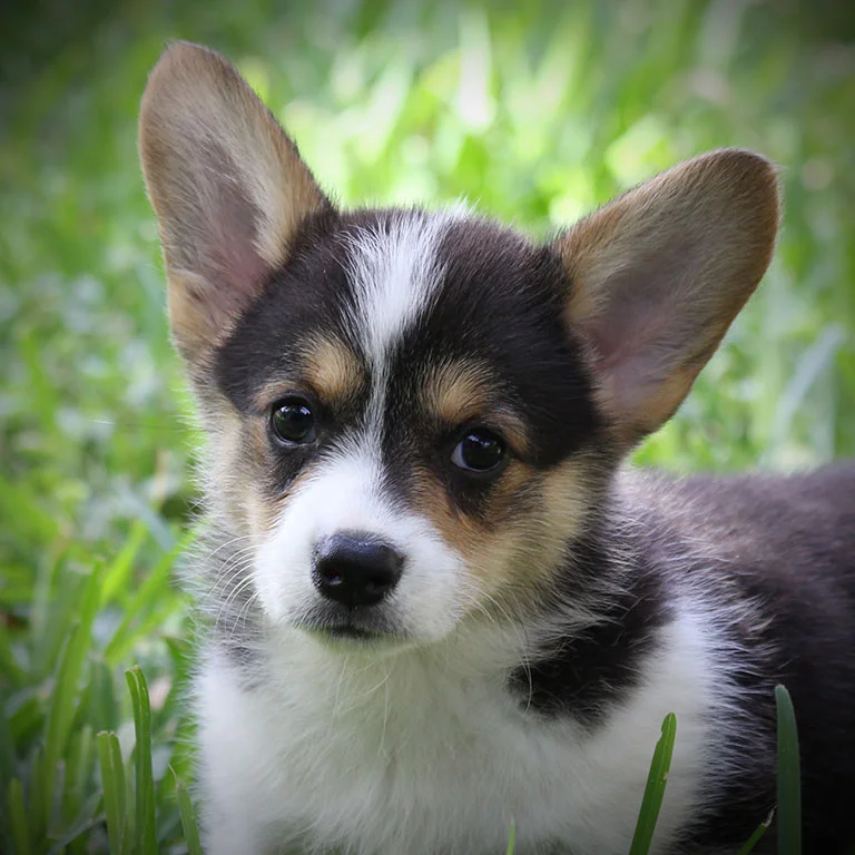 Tater x Maggie - Female (SOLD)