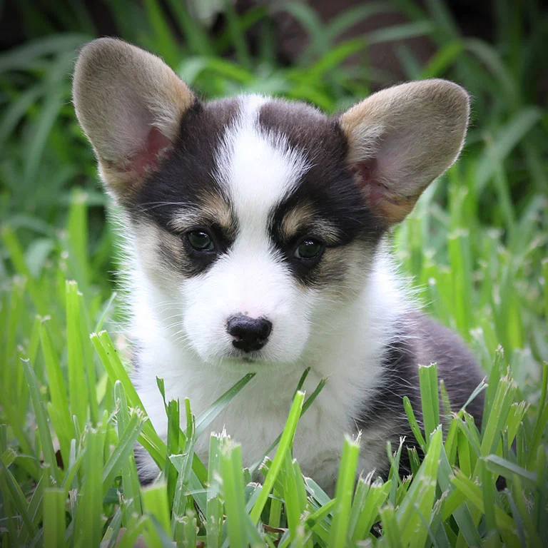 Jax x Lady Molly - Female (SOLD)