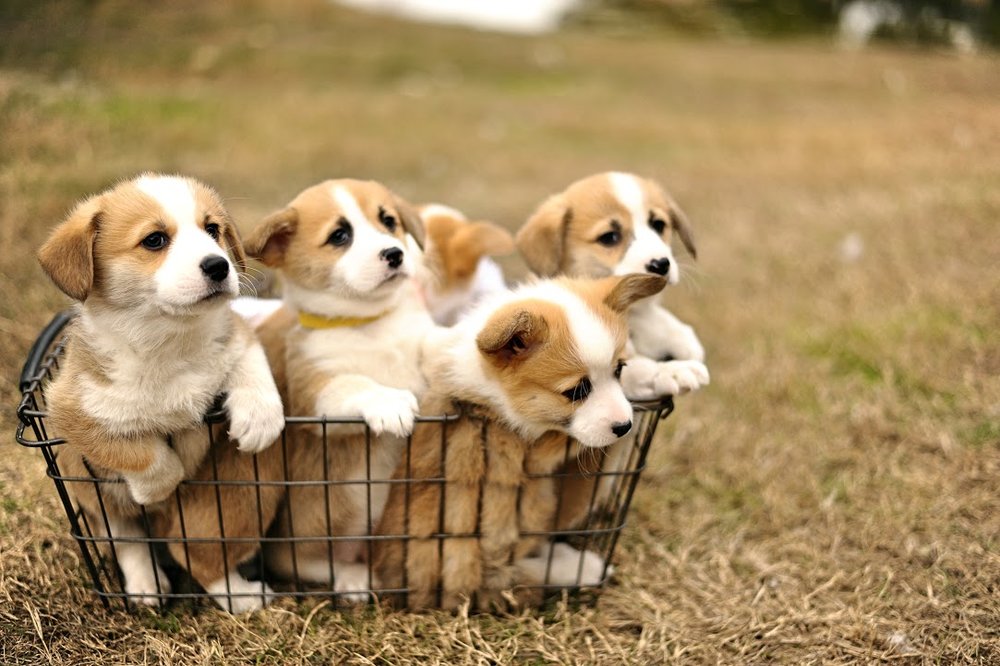 puppy-group.jpg