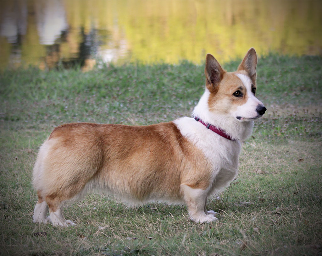 Go Corgis HCC Fiona Texas Bluebonnet
