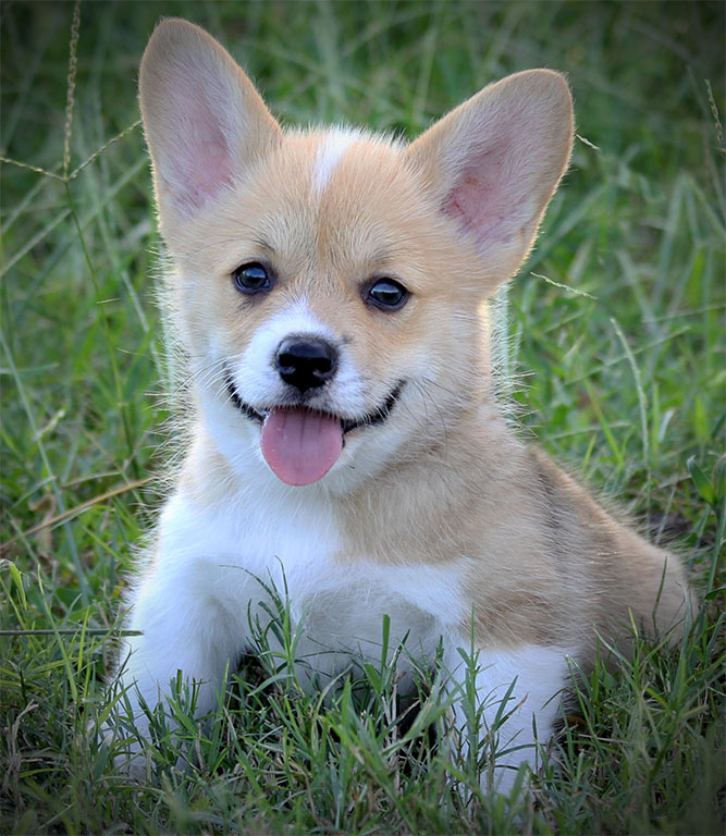 corgis for sale