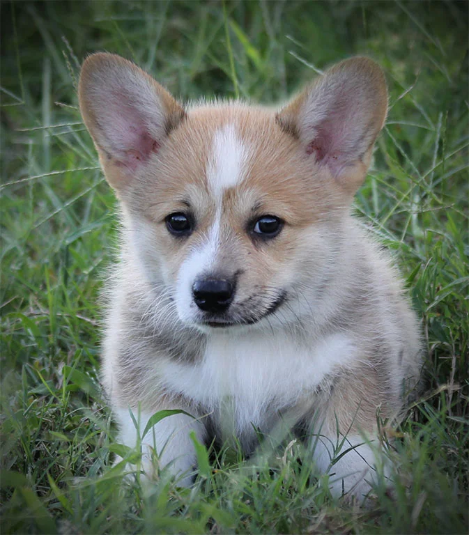 Male (Eddie x Rosie) - SOLD