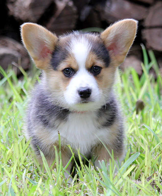 corgis for sale