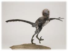 Bambiraptor, possibly an early link between birds and dinosaurs. Note the proto-feathers covering the animal. Image credit: http://www.amnh.org 
