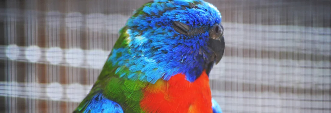 scarlet_crested_grassparakeet.jpg