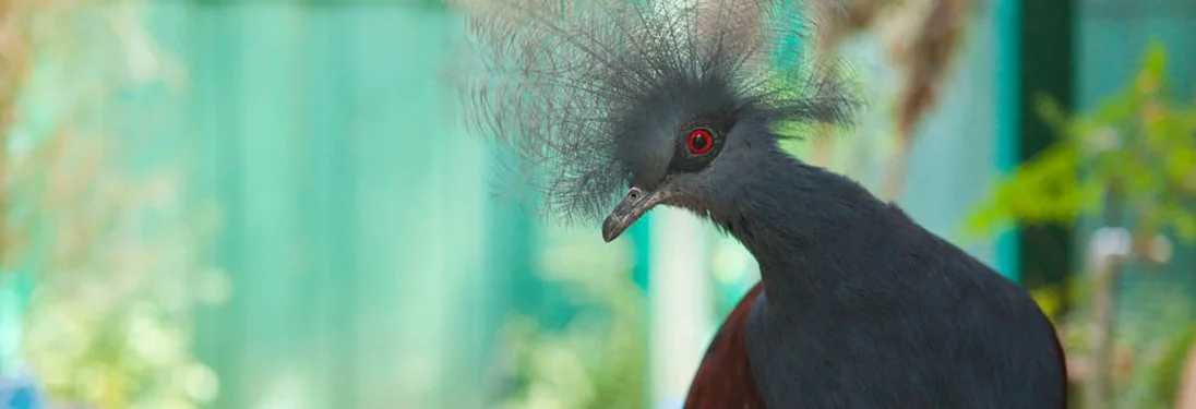 bluecrowned_pigeon.jpg