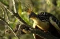 Adult Hoatzin with chick. Image credit: http://jerseyboyshuntdi no aurs.blogspot.com