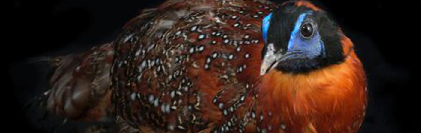 MDKern-Tragopan-temminckii-Temmincks-Tragopan-028-F.jpg