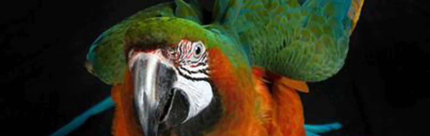 MDKern-Ara-ararauna-Blue-Gold-Macaw-152-F.jpg