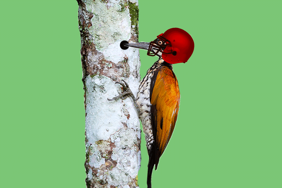 woodpecker.gif