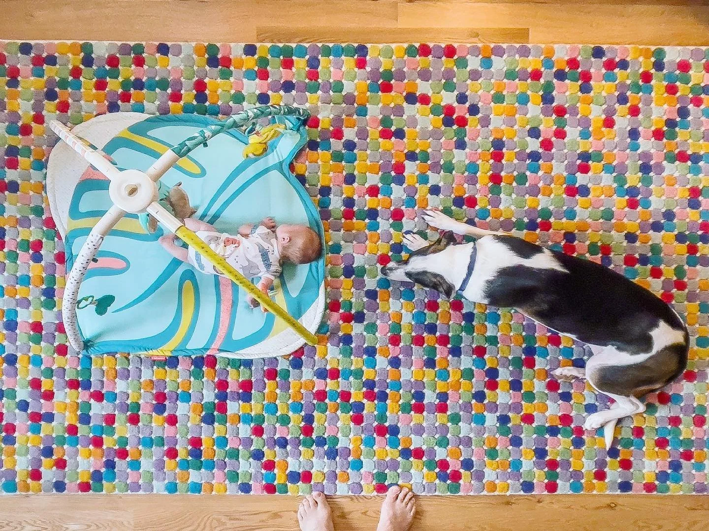  Dog watching newborn baby brother during tummy time 