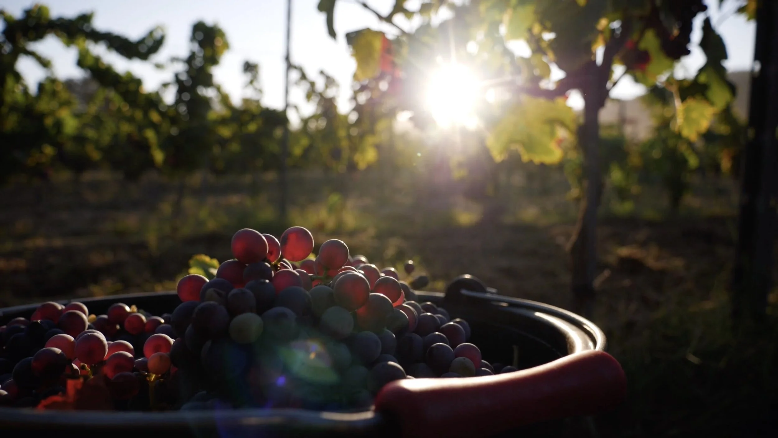 Capture d’écran 2020-09-04 à 08.22.00 - copie.jpg