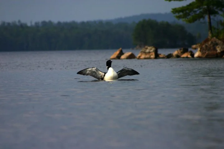 loon.jpg