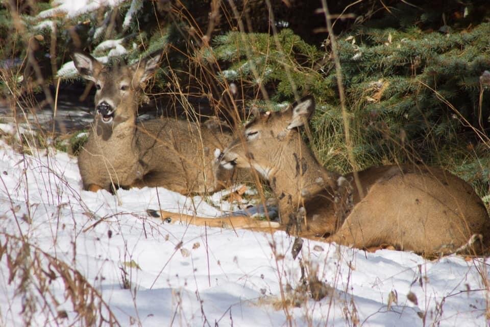 “... and all the animals came to visit too. I think if we close our eyes, and think of Him, we can be there, too.” 💗🙏✨🐑💞
