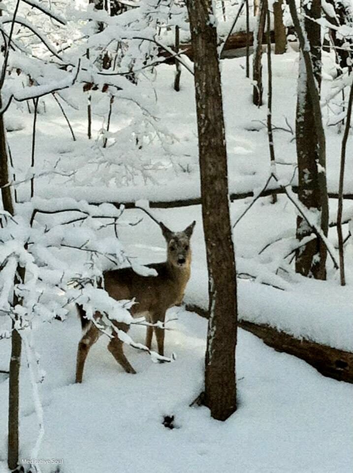 “Come, follow me into the future... may it be full of beauty, hope, healing, joy, and wonder...“ 💗🙏✨❄️💞