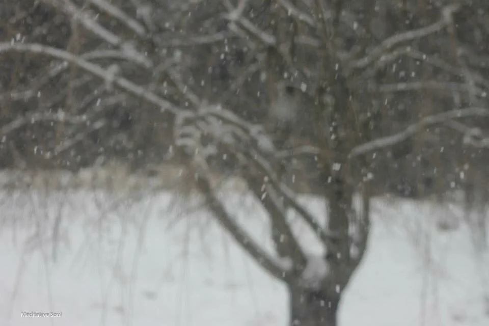 Snowflakes... may they cover all with beauty, peace, and love. ❄️✨💜