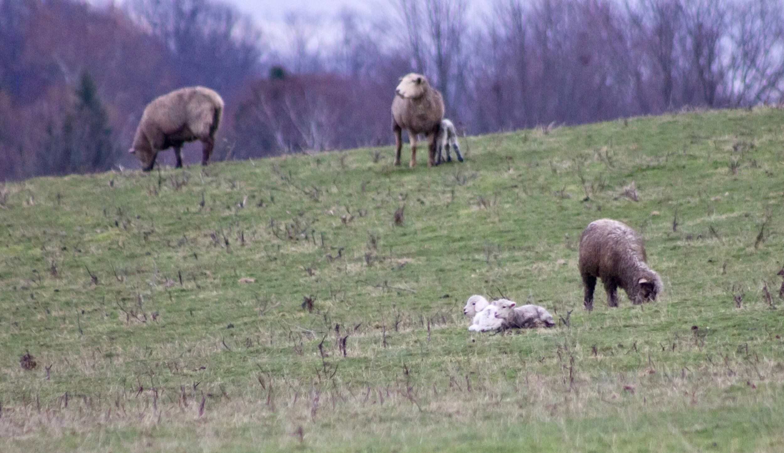My heart... 💗I started noticing a few years ago over the holidays that lambs started appearing in the fields. I thought, “Isn’t it too cold this time of year?”, but it’s one of the most amazing things to see... each day there are new baby lambs lyi…
