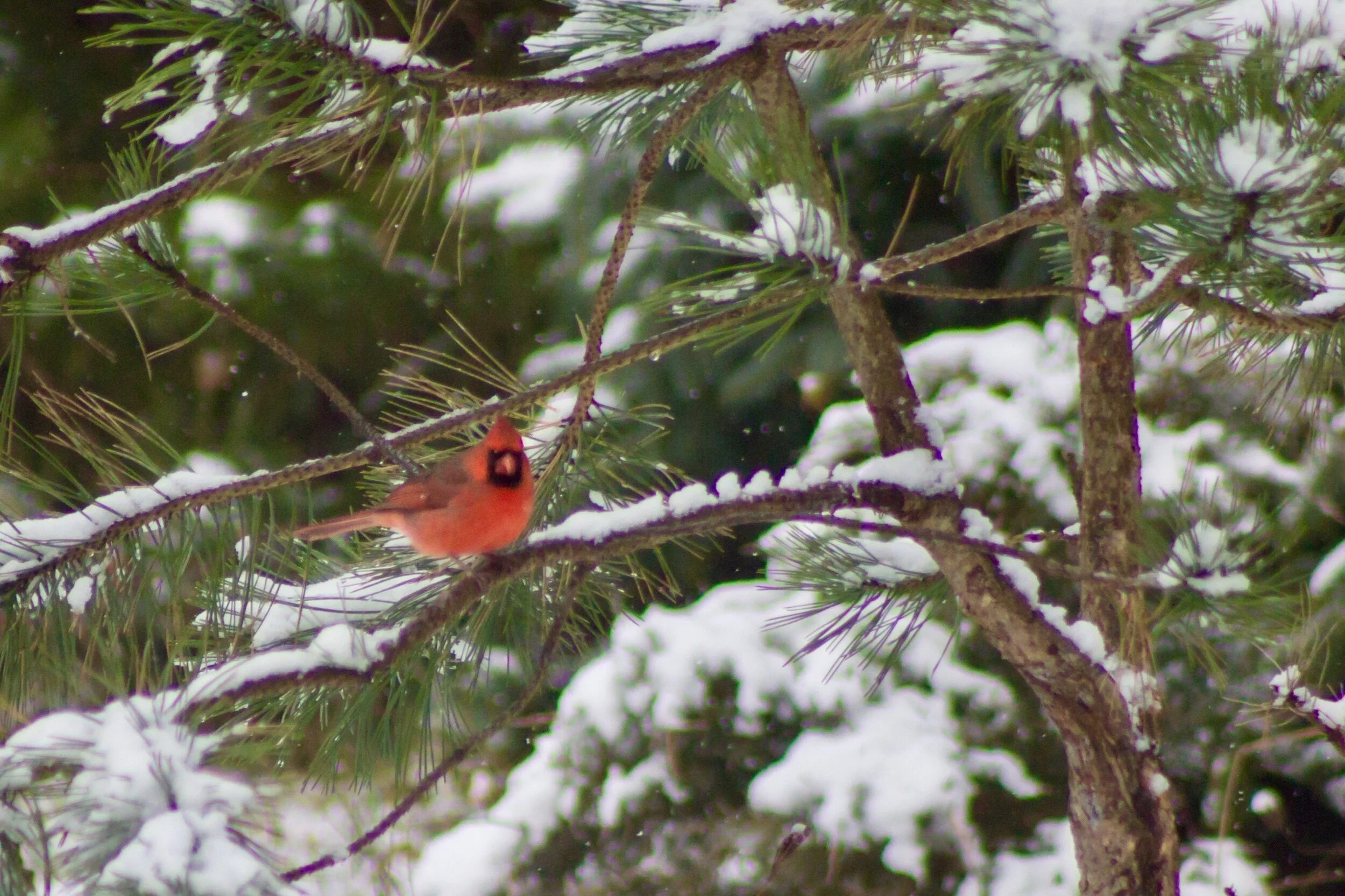 I’m going to rest here, you seeOn a branch in a tree,And watch the snow float downand sit next to me.I’m going to rest here, you seeIn the still of the tree,And find a moment of peace, A place to just be...I’m going to rest here, you seeIn the beaut…