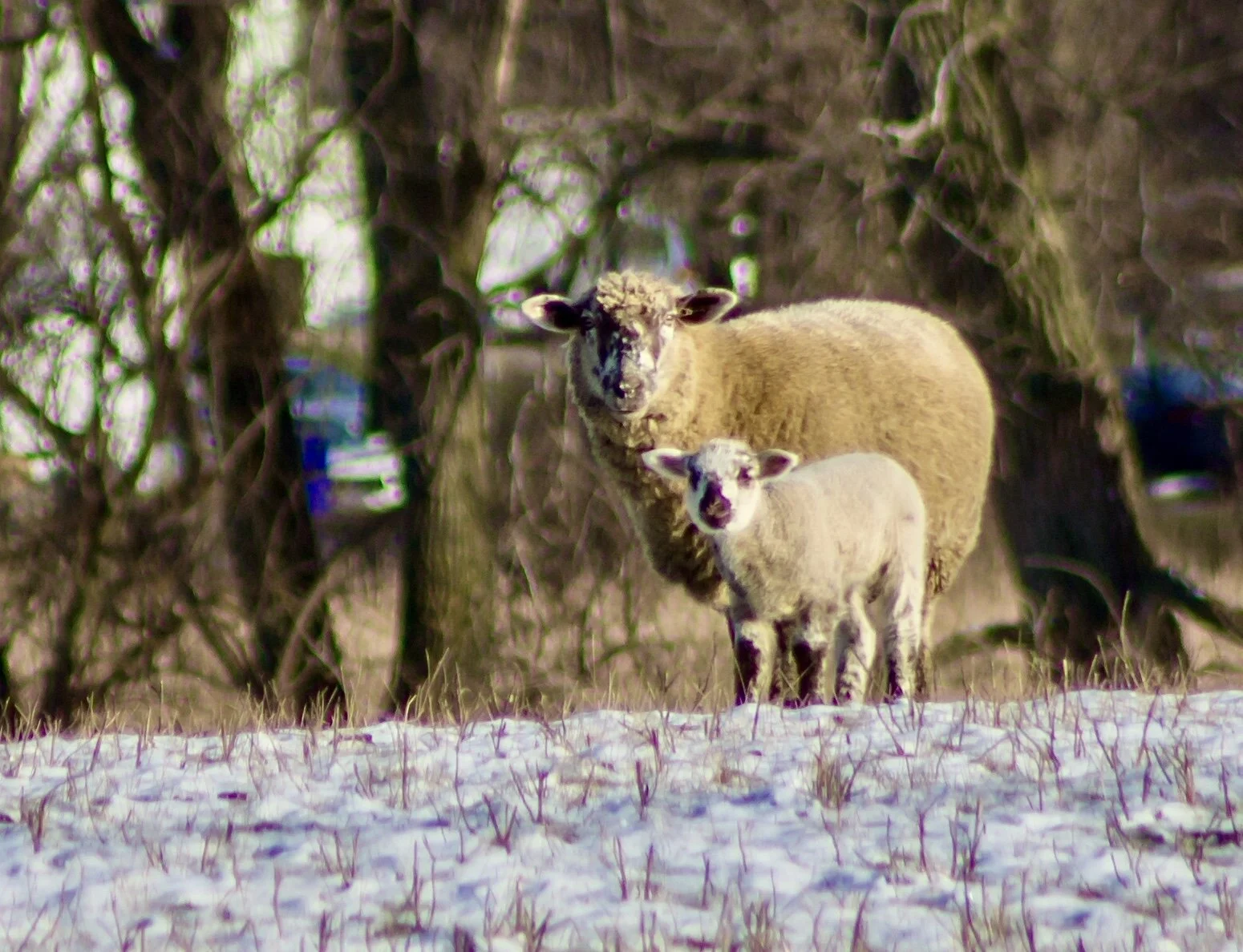 “Good morning! Good morning! ☀️ Come, spend some time with us... 🐑 🐑 ❄️💗💞” I just love that no matter what is going on, they are so happy and content to be out grazing in the field, together... may you find some beauty and peace in your day as y…