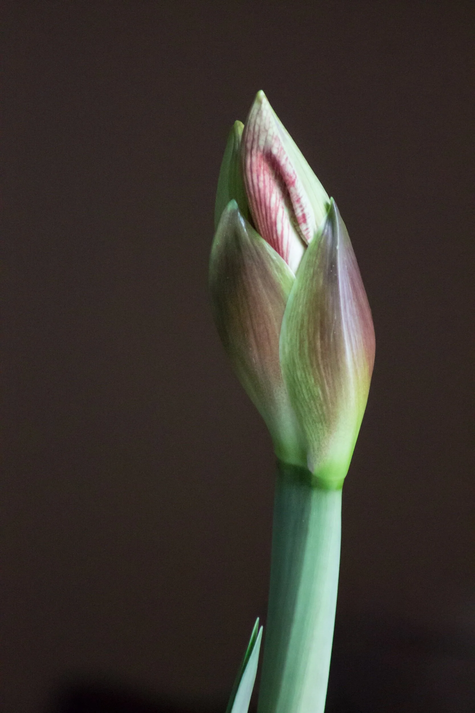 Wrapped up in each of us is an abundance of beauty, hope, and promise... just waiting for the right moment... ☀️💗🙏🏽✨