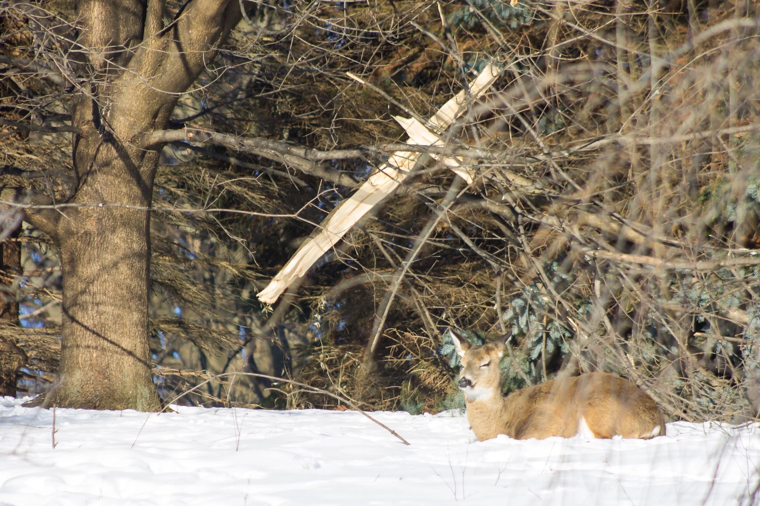 Can you imagine...What if...We could rest here,On a hill, under a cross, With a deer?And pray for healing,Pray for love,Pray for goodness,And grace from above.For in this moment,We could rest,And allow for GodTo do what’s best.For in Her hands We wo…