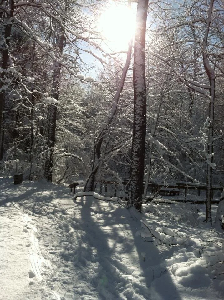 I could happily get “lost” in this mystical, magical wonderland of snow and sun. The beauty of the snow resting on the branches and being held by the trunks of the trees, the sun greeting and warming all in its path, and the shadows reaching out to …