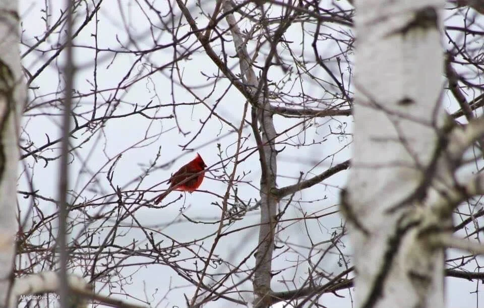 “What’s before me... can waitWhat’s behind me... is freeFor this is all I have... all I am, and all I’ll be.“So here, I’ll sit...and take my time,For just a moment in my quest... For its in the being-ness and knowingness, I rest. “💜✨😘💞