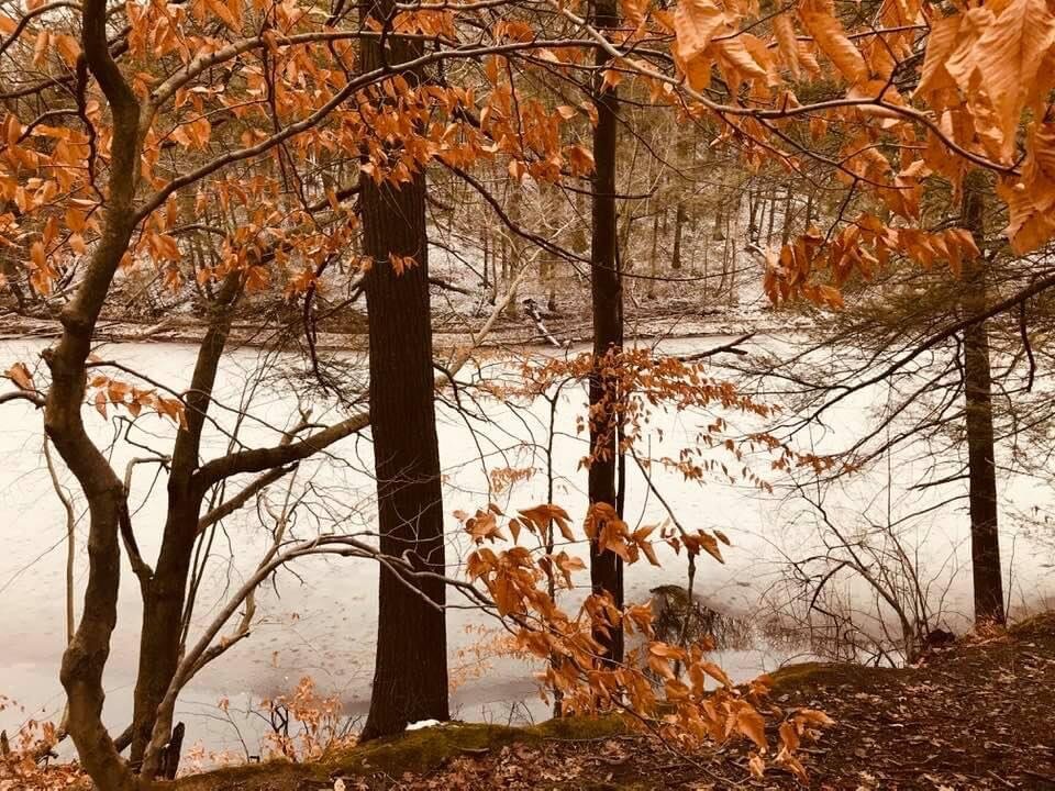 Frozen in time... I love how the leaves are still hanging onto the trees even though the lake is frozen and the seasons have changed. Maybe they are waiting for us to notice their beauty, tHeir resilence, their presence. Even though everything aroun…