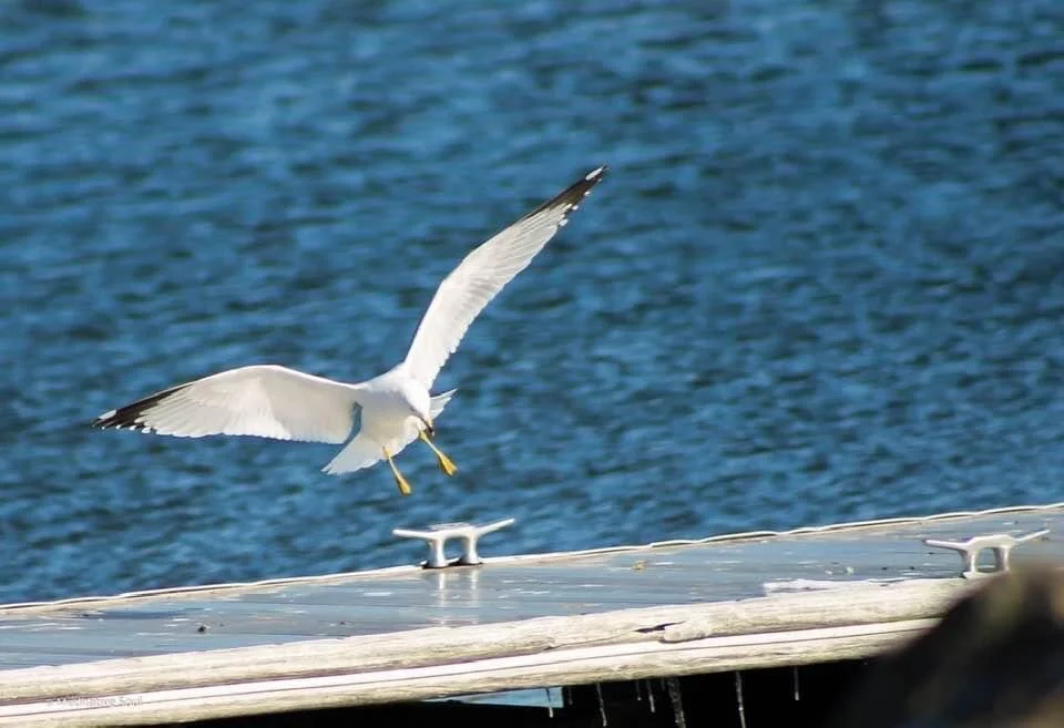 Ahhh... so here I’ll be if you’re looking for me, hovering over all the possibilities. No need to move forward, no time to keep track, just the breeze on my face and the sun on my back... 💗☀️🙏🏽✨😘💞