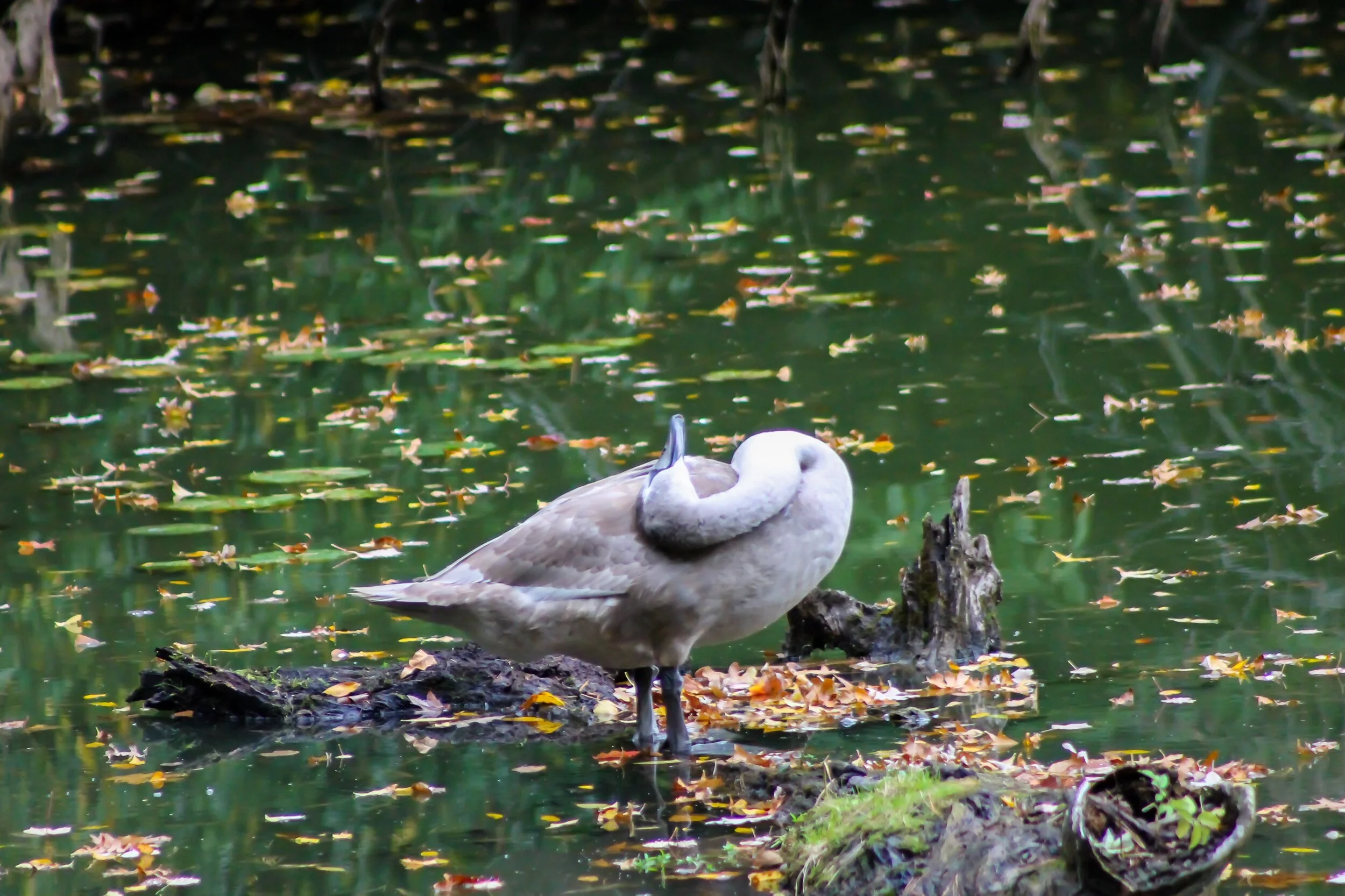 I’m just going to rest here a bit... I hope you can find a moment to rest in your day as well. ☀️💞💗✨