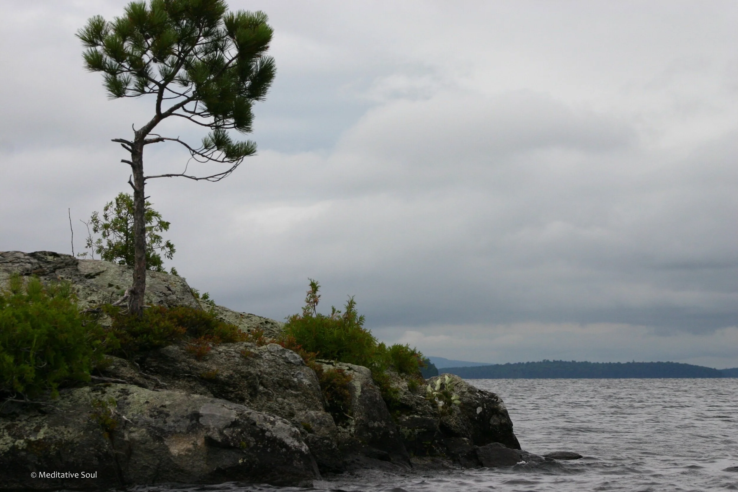 I’m fine, you see, if I’m by this tree,cause I’m at my favorite spot.On the water with the loons,waiting to take this shot. 💜✨💞