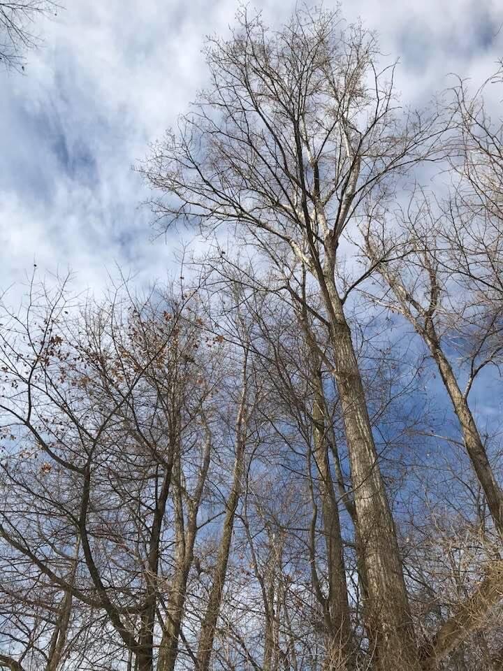 “When I grow up... I want to reach for the sky, for the sun and the clouds and even the stars, you see. “When I grow up... I want to be the tallest of trees, to spread my ‘wings,’, to share my beauty, and just be me.” ✨☀️💜