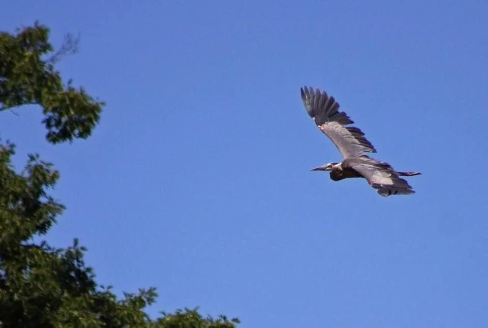 I like to imagine what this would feel like.... to glide through the air so effortlessly. With all we take on... maybe take a few moments to imagine what it would feel like to let the wind lift and carry you... to allow yourself to move with ease. T…