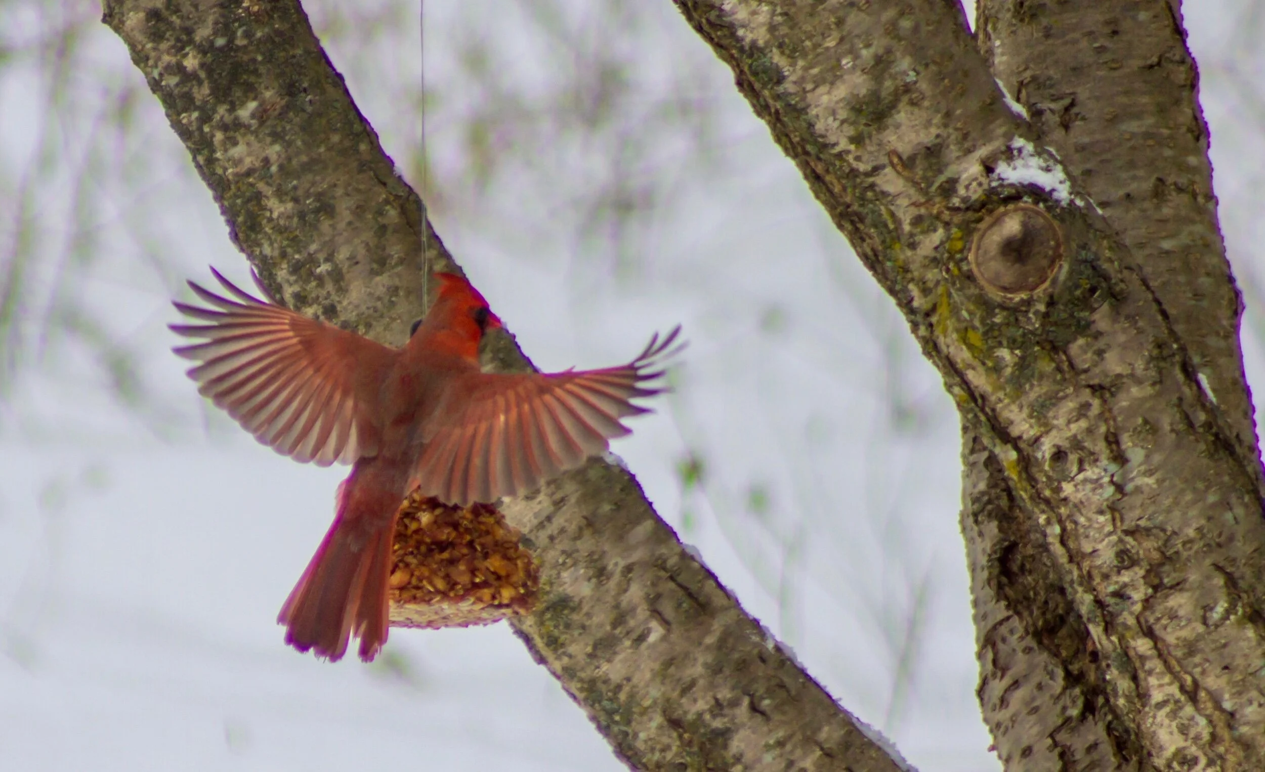 “Dad, dad, show me again that thing you can do with your wings?!”“My child, someday, when you’re ready, it will be your turn to spread your wings... you don’t need to worry if it doesn’t look exactly the same... just know it will be so beautiful, be…