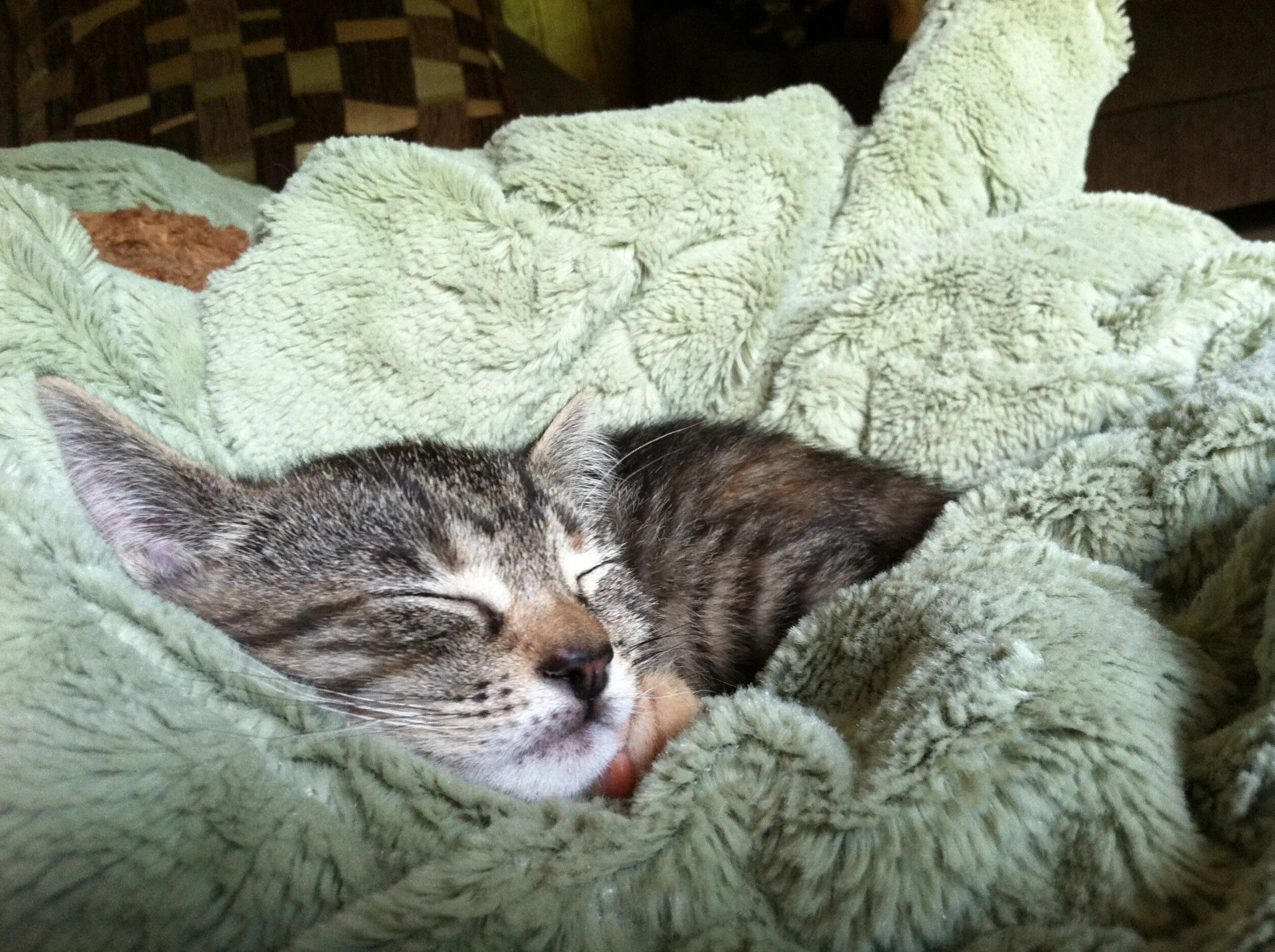 I was searching for some photos I need for my book, and I happened upon this one of my Lucky Charm. 🥰 Happy St. Patrick’s Day!! 🍀💞 I hope yours is magical!! 🌈✨