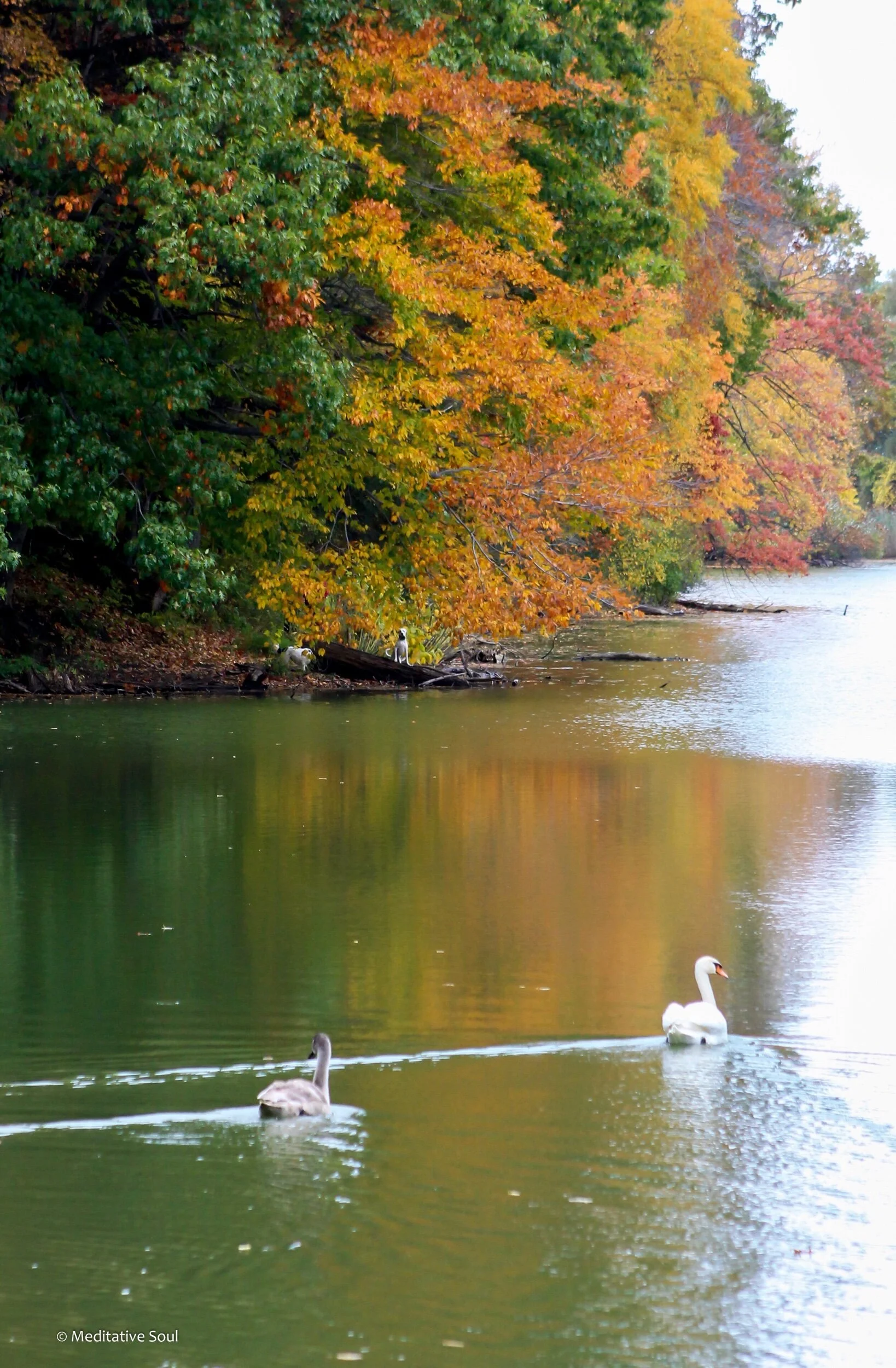 Happy Friday!! Imagine just floating on the water today, cruising into the weekend. Leaving all your stress behind. (If you zoom in, you can see a couple of pups watching from a distance. 🥰) Sending lots of goodness your way. ✨☀️💞