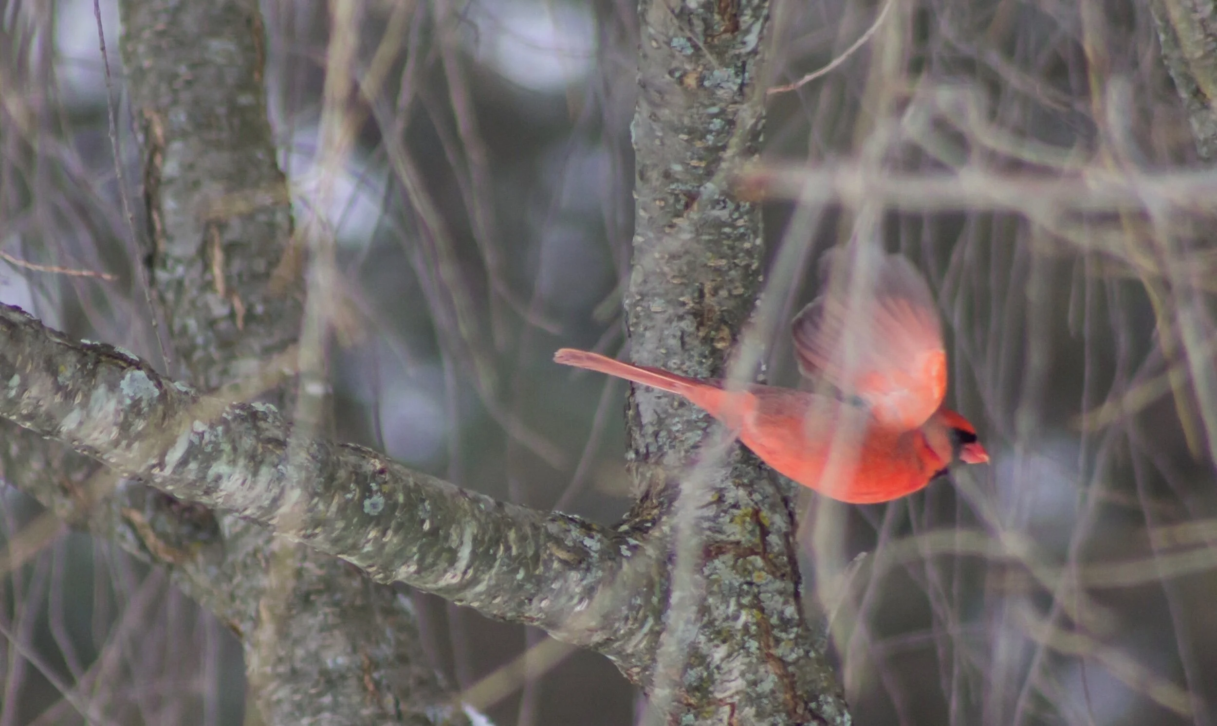I wonder how difficult it is to navigate through all the branches and twigs... he makes it look so effortless, so beautiful. If you could escape into nature, where’s would you go? 💗✨💜