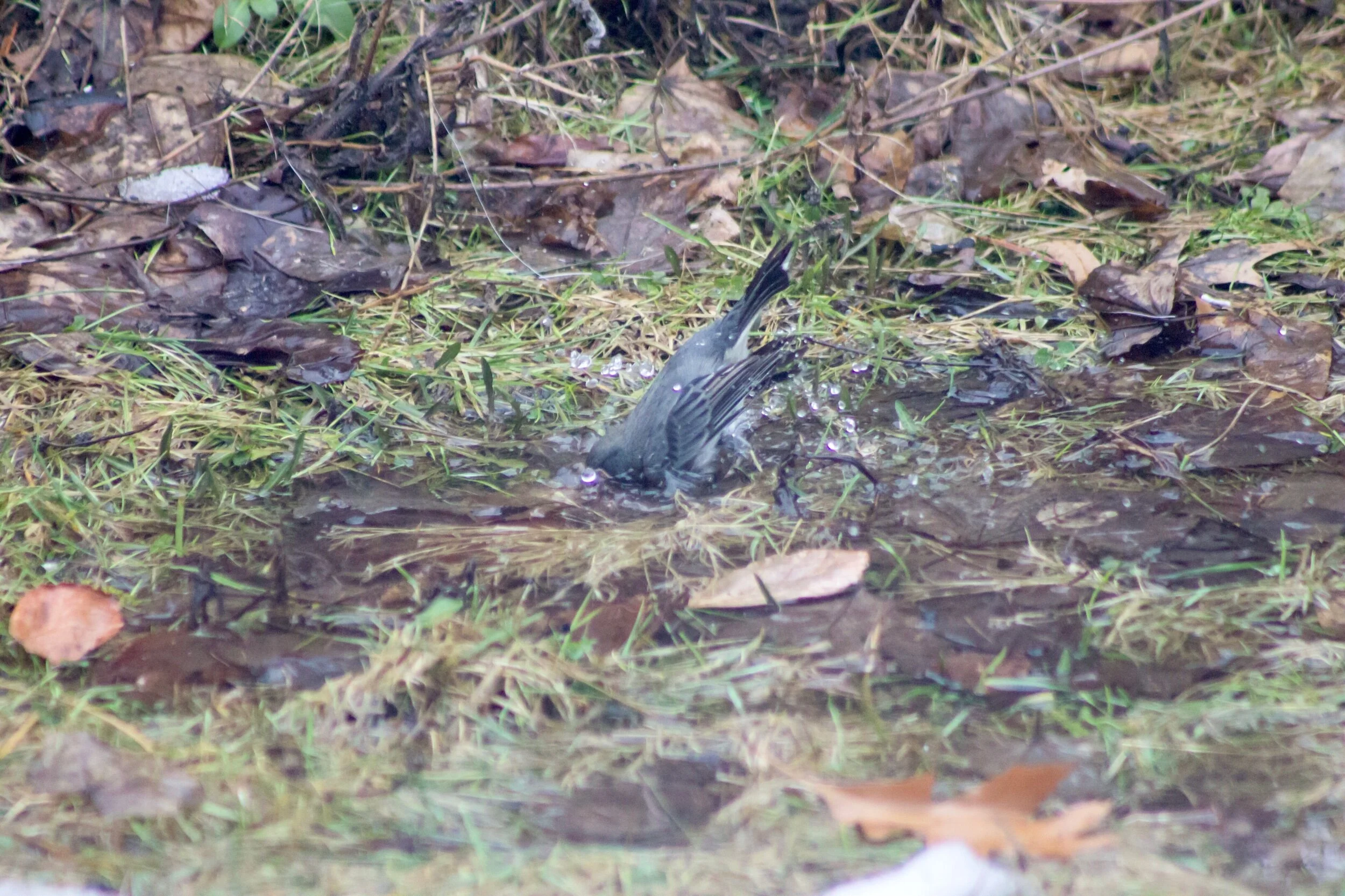 Sometimes a little dip in the puddle and rest on the Adirondack chair are all that’s needed to wash off Winter and get ready for Spring. 💗☺️