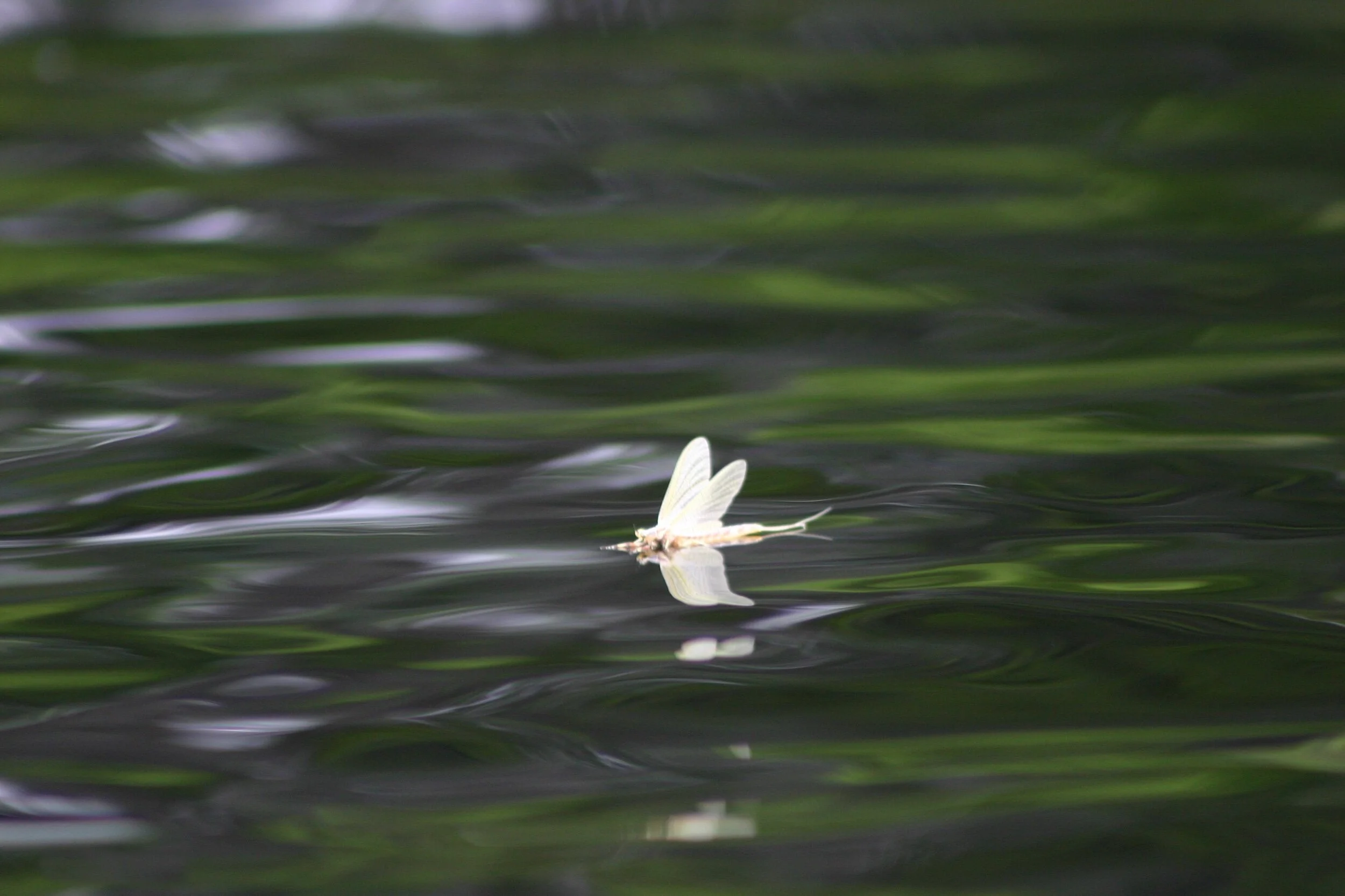There is something so calming about allowing yourself to be soothed by the rain... allowing nature to cleanse and wash over you. I found this little one resting with the raindrops one day when I was out kayaking... so beautiful and peaceful. 💦💞