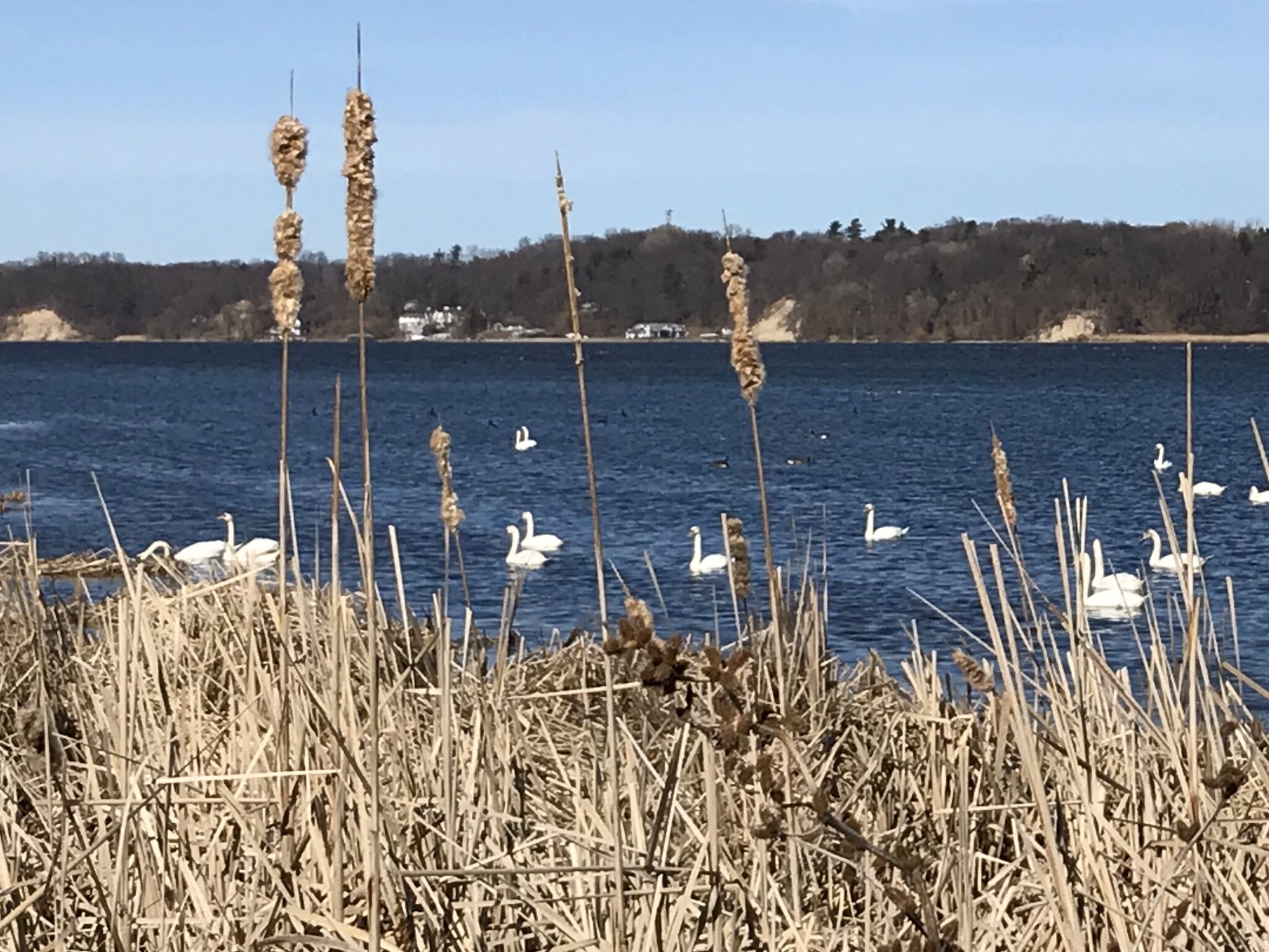 It was so beautiful watching all of the swans follow one couple over to the side of the bay. What were they all doing, I wonder? When looking up what a group of swans are called, words like “ballet”, “drift”, or “regatta” seemed the most appropriate…