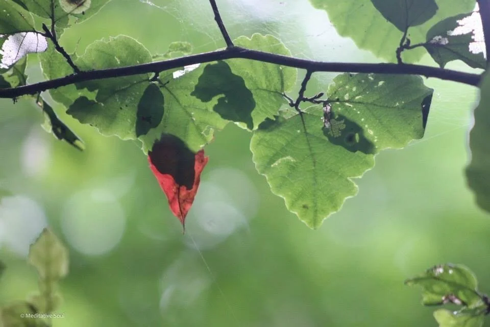 A little leaf therapy... come, let’s rest... breathe in the fresh air, and listen to the raindrops fall lightly on the leaves. For just a moment, if we zoom in, we almost feel lost in our journey, yet held by nature’s presence. 🍃✨💜