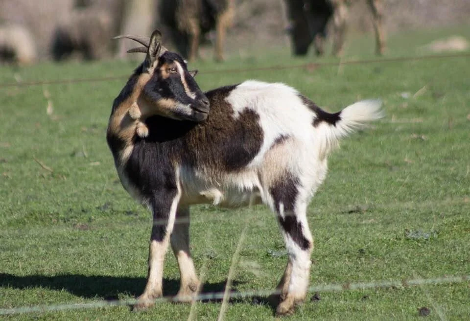 “Just taking some quality time to admire all the beauty...” and look cute in the process. 😍😁💜✨💞