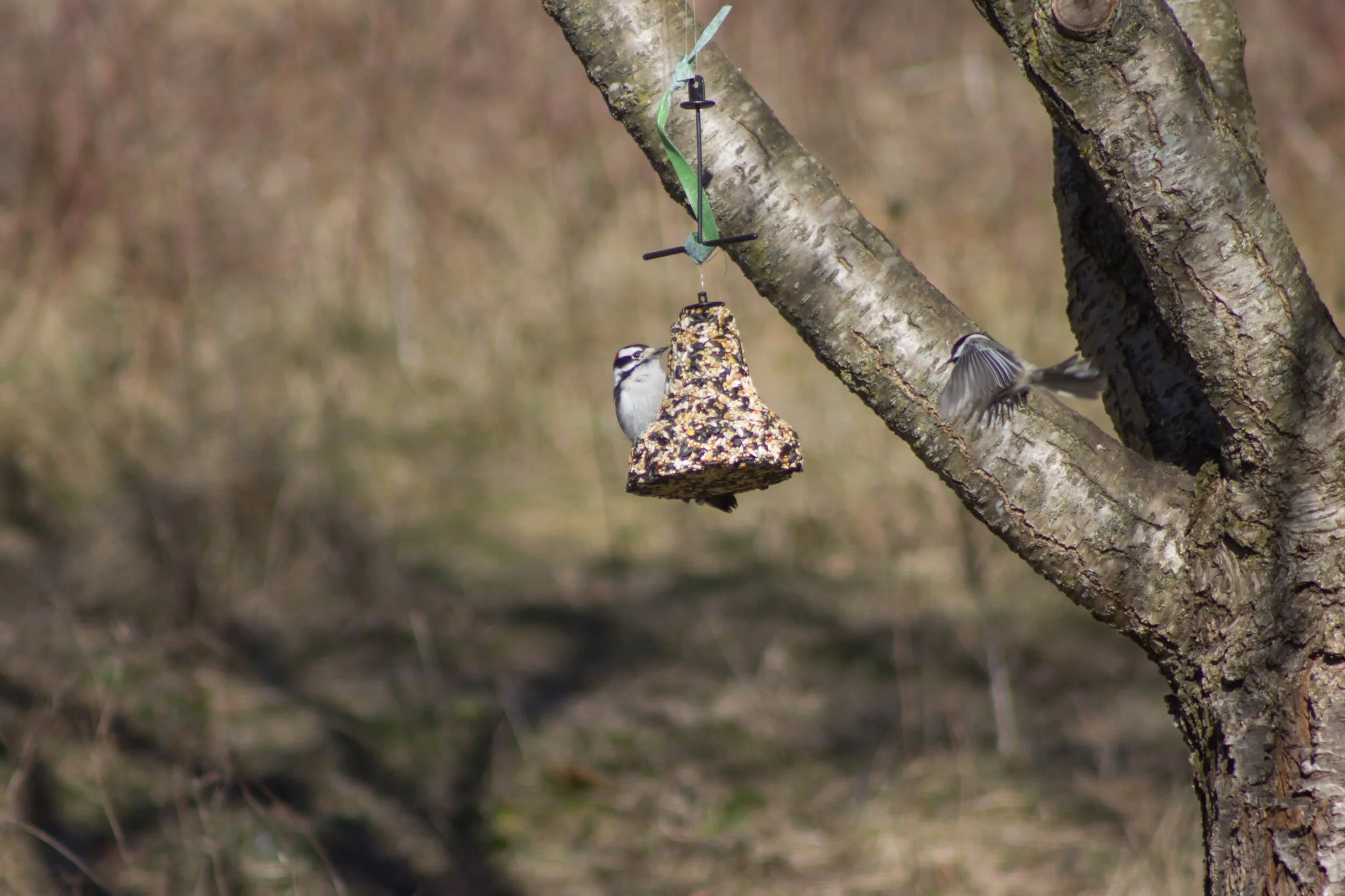 “I will wait for you, my friend...” 💜💚  Sending all goodness your way, today. ☀️✨💞